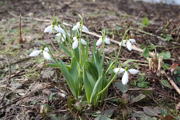 snowdrop