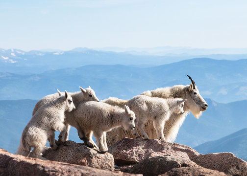 Mountain Goats of Colorado