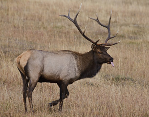 Naklejka na ściany i meble Bull Elk in Colorado