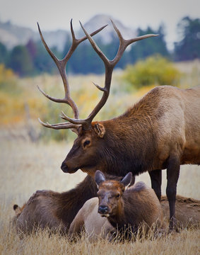Bull Elk in Colorado