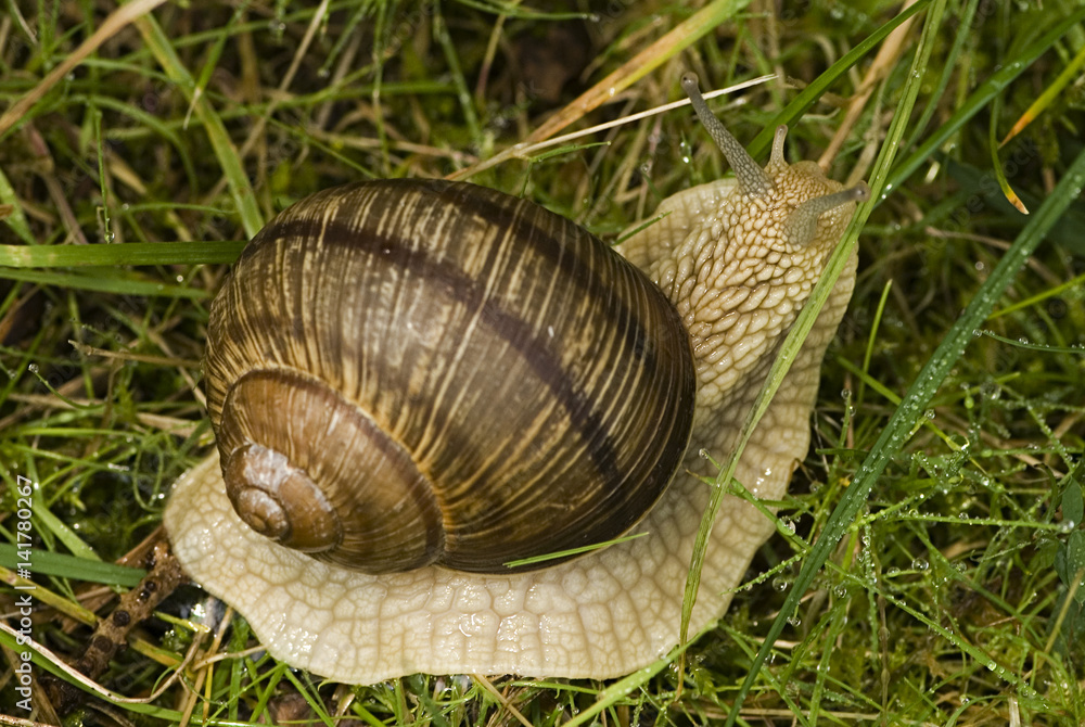 Wall mural helix pomatia / escargot de bourgogne