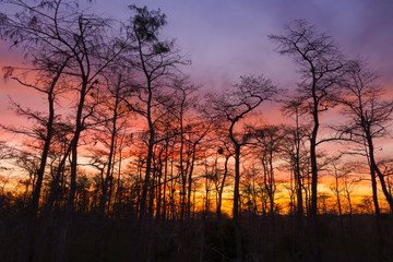Big Cypress Christmas Sunset / Colorful sunset over the Big Cypress National Preserve in southern Florida. Dec. 25, 2015.