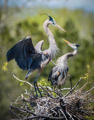 Great Blue Heron
