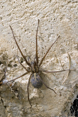Tegenaria derhami / Tégénaire des maisons