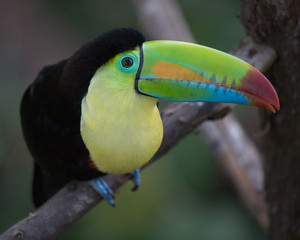 Toucan