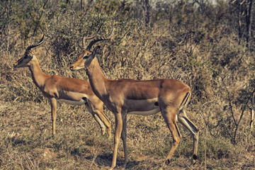 Impala Kruger Park Mpumalanga South Africa