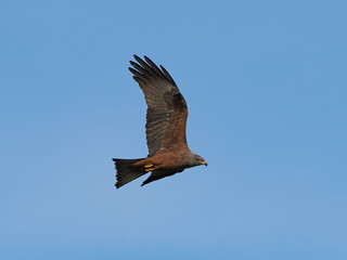 Black kite (Milvus migrans)