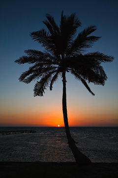 Caribbean Palm Tree at Sunrise