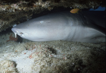 Ginglymostoma cirratum / Requin nourrice / Requin dormeur