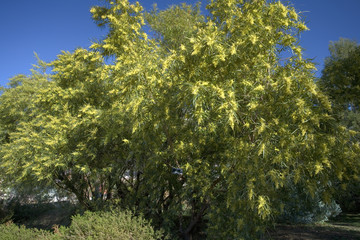 Rhus lancea / Sumac