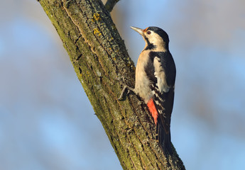 Female Syrian Woodpecker posing on a lichen trunk of black locust 