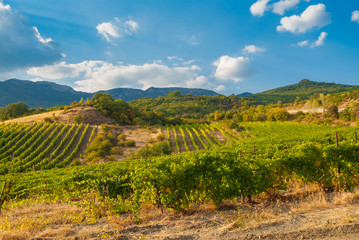 Fototapeta na wymiar Mountains landscape with vineyards on Crimean peninsula at fall season