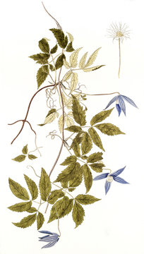 Illustration botanique / Clematis alpina / Clématite des Alpes