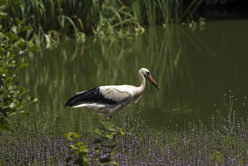 Ciconia ciconia / Cigogne blanche