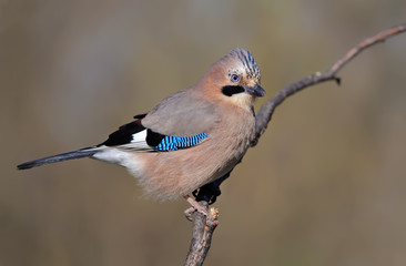 Eurasian Jay posing on a willow branch 