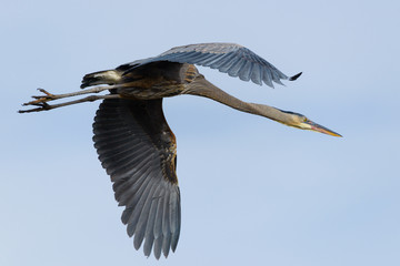 Great Blue Heron in Flight