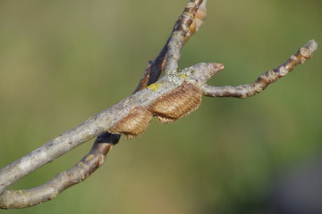 Ootheca mantis on the branches of a tree. The eggs of the insect laid in the cocoon for the winter are laid