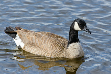 Fototapeta premium Canada Goose in a Lake