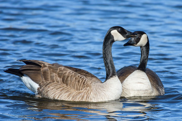 Birds of a Feather