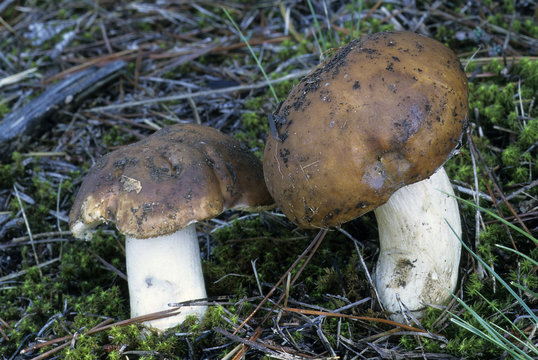 2 Best Russule Couleur De Belette Images Stock Photos Vectors Adobe Stock