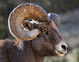 Bighorn Sheep in Colorado