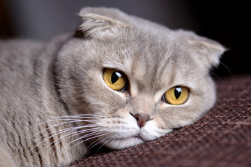 My Scottish Fold cat
