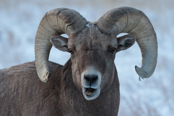 Bighorn Sheep in Colorado