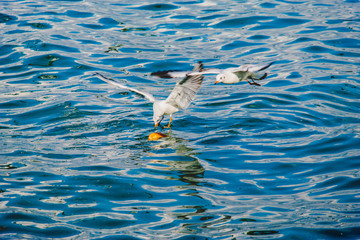 seagulls diving for bread on the sea