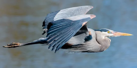 Foto op Plexiglas Great Blue Heron in Flight © Gary