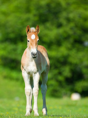 little foal in the meadow