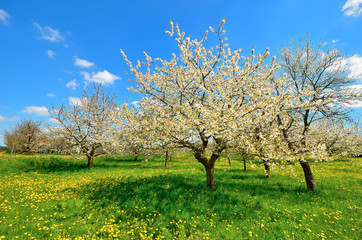 Blühende Kirschbäume in der Fränkischen Schweiz