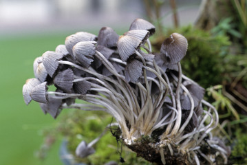 Coprinus disseminatus / Coprin disséminé