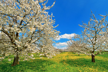 Kirschbaüme in Frühlingsblüte mit Löwenzahnwiese