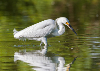 Naklejka premium Snowy Egret Browsing for Food