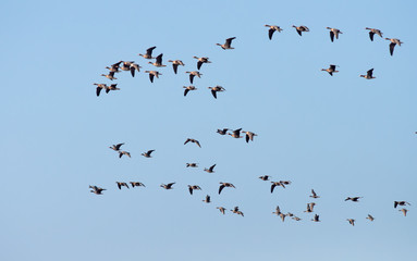 Flock of Greater White-fronted Geese in flight 