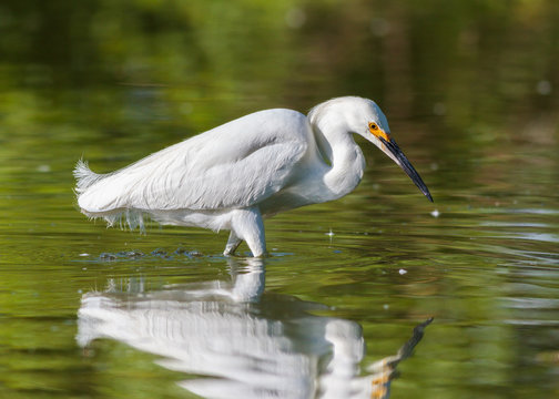 Snowy Egret Browsing for Food