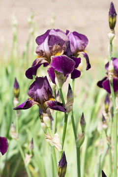 Blossoming iris in a garden