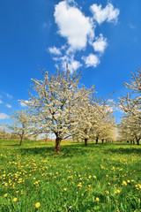 Fototapeta na wymiar Kirschbäume mit Löwenzahnwiese im Frühling