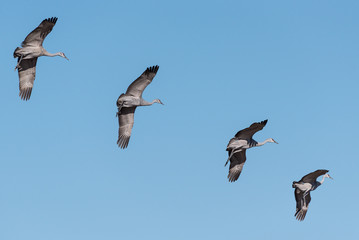 Greater Sandhill Crane