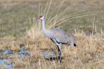 Greater Sandhill Crane