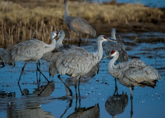 Greater Sandhill Crane