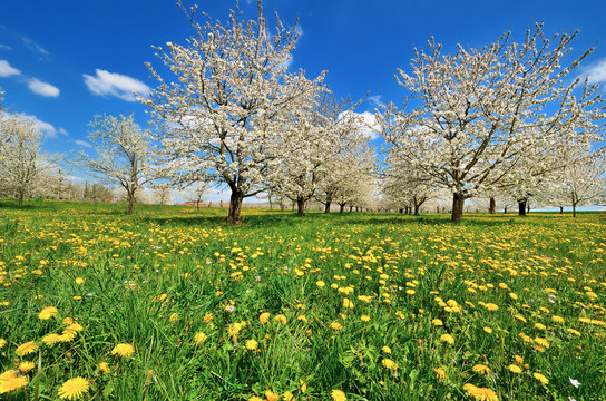 Fr&uuml;hlingswiese mit L&ouml;wenzahn, Kirschenbl&uuml;te