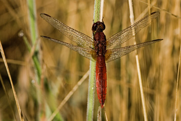 Crocothemis erythraea / Libellule écarlate