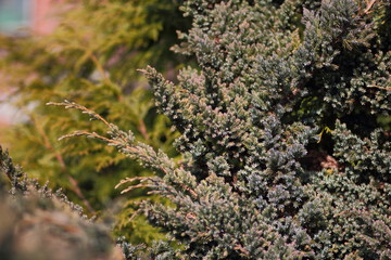 Spring flowers in the garden