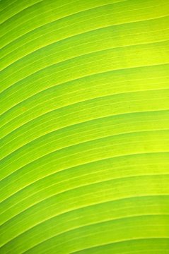 Detail of a Palm tree leaf 