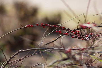 Spring flowers in the garden