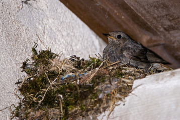 Phoenicurus ochruros / Rouge-queue noir / Rougequeue noir