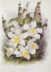 Illustration botanique / Chysis bractescens / Orchidée succulente