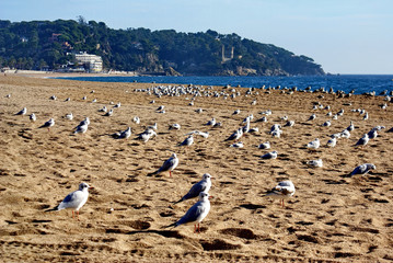 Seagulls on the sand.