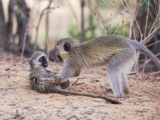 Grünmeerkatzen im Krüger Nationalpark